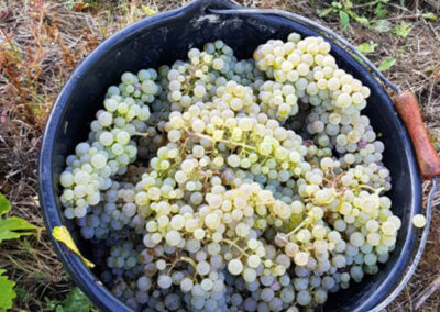 Weingut