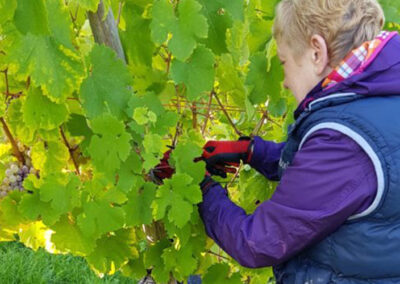 Weingut