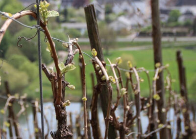 Weingut