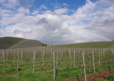 Weingut
